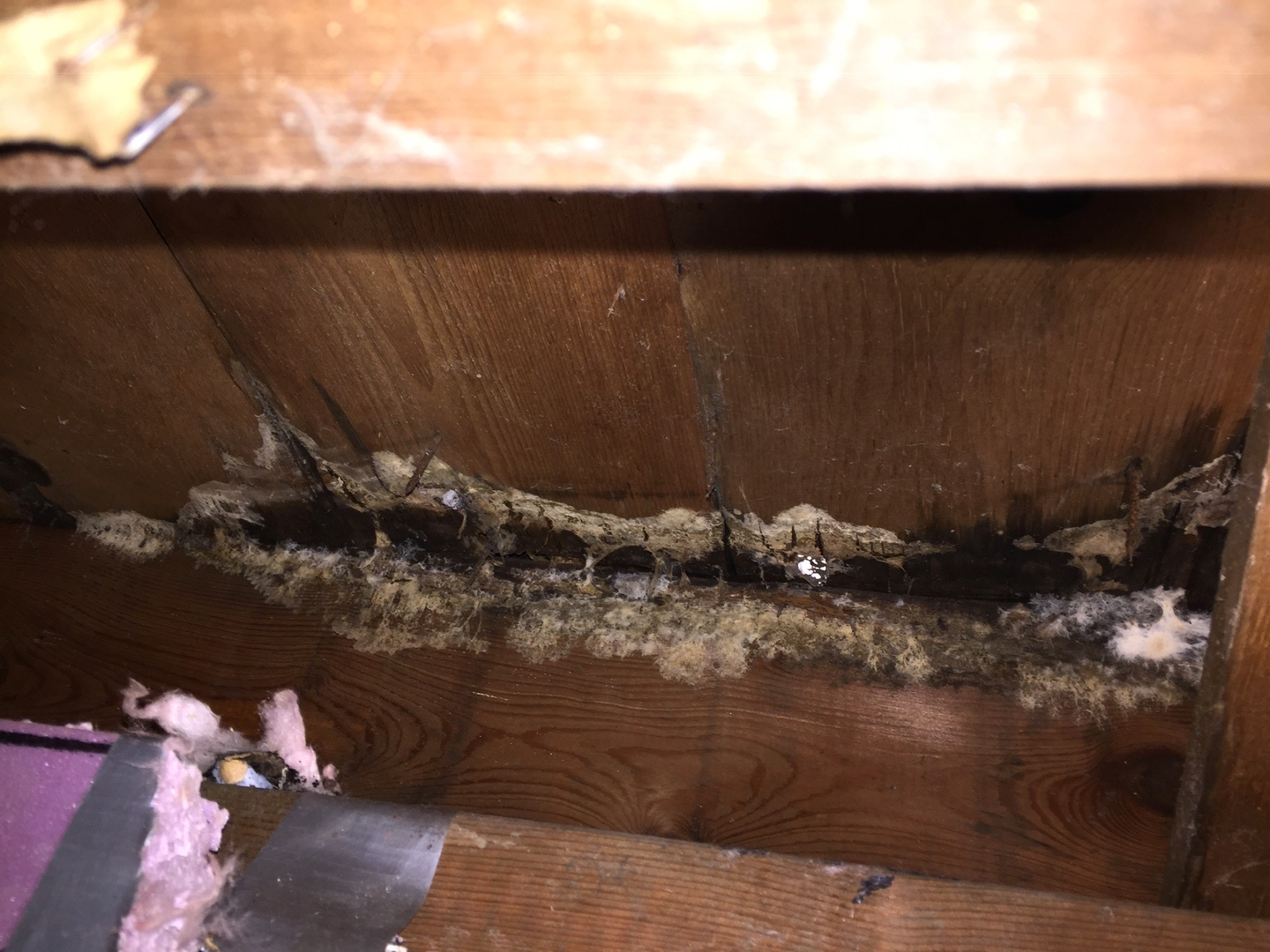 ...and discovered a rotten foundation, in the back! (See the daylight, shining through?) 😡
